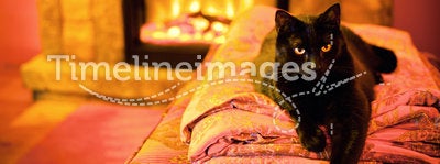 Cat by a fireplace