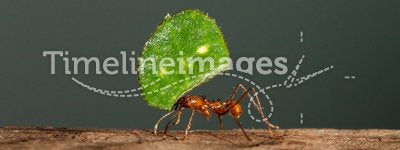 An leaf cutter ant
