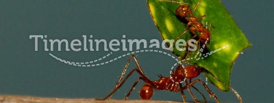 An leaf cutter ant