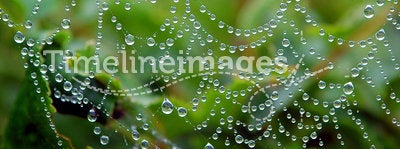 Dew on the Web