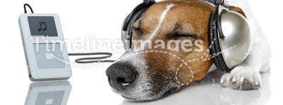 Dog listen to music