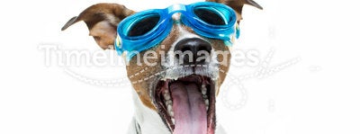 Dog goggles