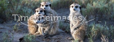 Meerkats in Africa, four meerkats curious facing photographer