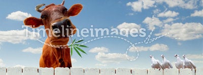Cow with marijuana over the fence