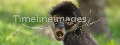 Geoffroy's Spider Monkey (Ateles geoffroyi) Eating