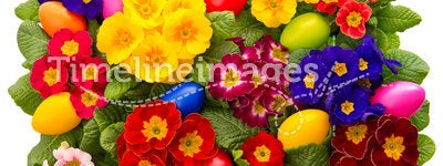 Assorted primula flowers with easter eggs