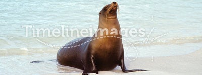 Sea lion, Galapagos Islands, Ecuador
