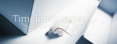 Mouse inside a labyrinth wih dramatic lighting