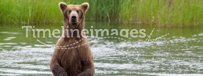 Alaskan Brown bear on hind legs