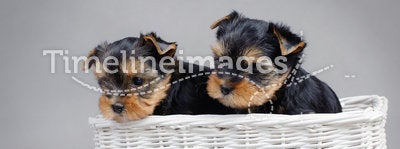 Yorkshire terrier Dog puppies portrait