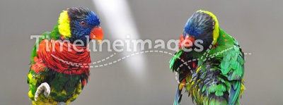 Two Eclectus Parrot