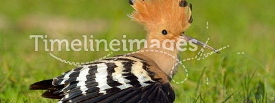 Hoopoe bird (upupa epops)