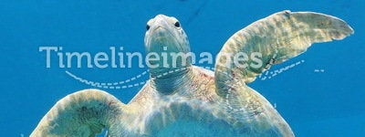 Friendly Sea Turtle 2