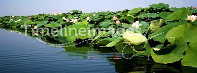 Lotus flowers in the lake