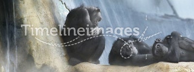 Resting primates and waterfall