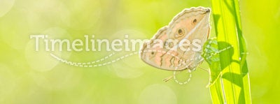 Butterfly in green nature