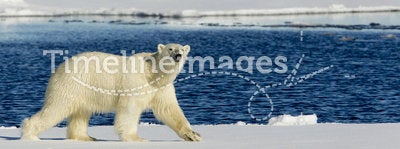 Polar Bear observing