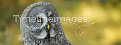 Burrowing owl,Athene cunicularia.