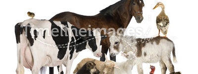 Group of Farm animals