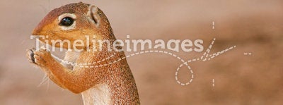 Lone Squirrel feeding on the ground, Samburu, Keny