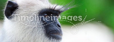 Portrait of wild monkey