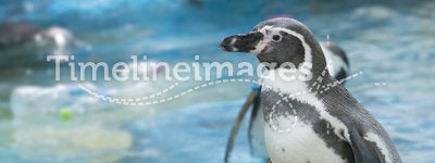 Penguin Swimming party