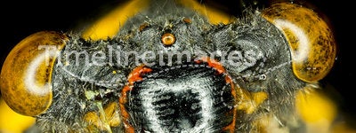 Extreme insect closeup.