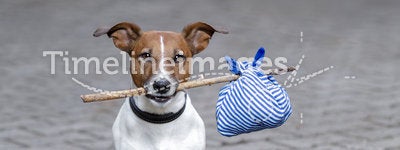 Dog with a blue bag