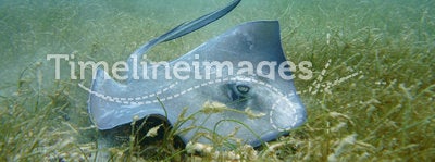 Diving with Manta ray