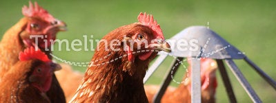 Feeding Brown Hens