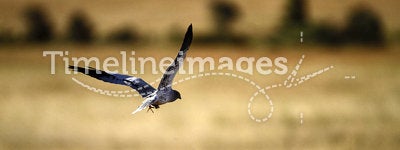 Flying Black Shouldered Kite