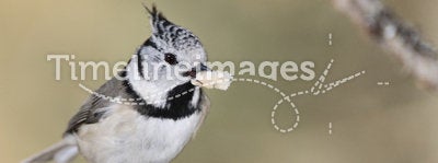 Crested Tit on a tree bark eating a seed