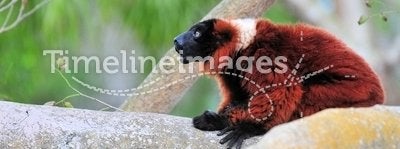 Red Ruffed Lemur Sitting
