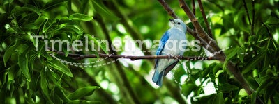 The blue-gray Tanager - Thaupis Episcopus