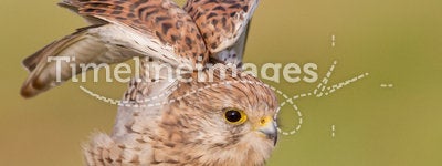 Common Kastrel / Falco tinnunculus