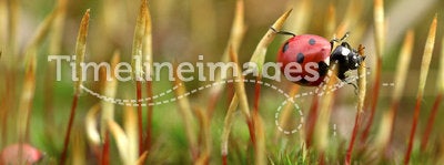 Ladybird on moss