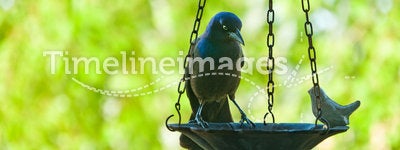 Blackbird On Feeder