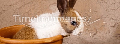 Mini rabbit in big flowerpot