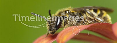 Bee on flower (Lasioglossum sp.)