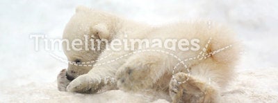 Small white bear cub