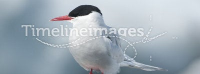 Antarctic Tern.