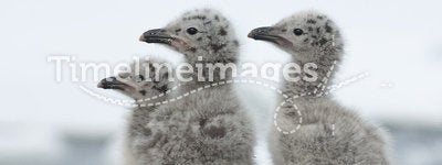 Dominican gull chicks.