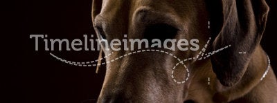 Rhodesian ridgeback female dog 8,lowkey headshoot