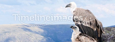 Griffon vulture in wildness