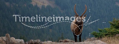 Young Bull Elk on Mountain Ridge