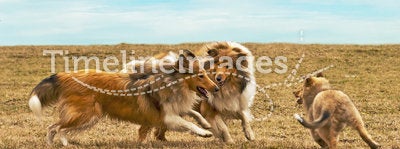 Running collie dogs