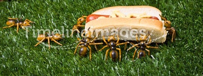 Ants At A Picnic Stealing Food