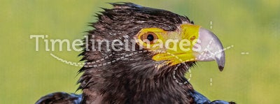 Black Eagle Head Profile