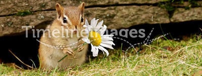 Baby chipmunk with daisy