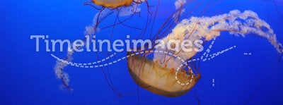 Chrysaora fuscescens jellyfish